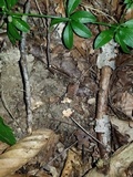 Hypomyces armeniacus image