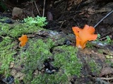 Guepinia helvelloides image