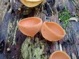 Cookeina speciosa image