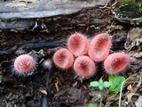 Cookeina tricholoma image