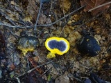 Scleroderma sinnamariense image