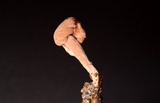 Mycogone rosea image