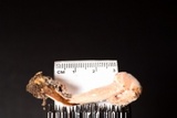 Mycogone rosea image