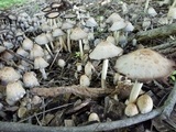 Coprinopsis variegata image