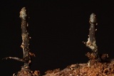 Holwaya mucida image