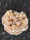 Laetiporus cincinnatus image