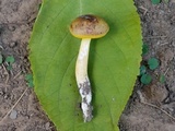 Aureoboletus auriporus image