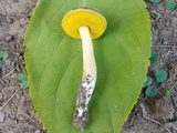 Aureoboletus auriporus image