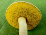 Aureoboletus auriporus image