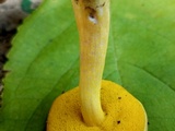 Aureoboletus auriporus image