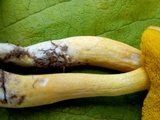Aureoboletus auriporus image