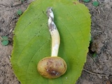Aureoboletus auriporus image