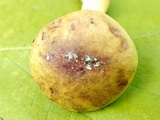 Aureoboletus auriporus image