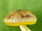 Aureoboletus auriporus image