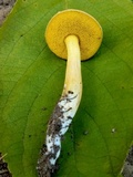 Aureoboletus auriporus image