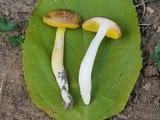 Aureoboletus auriporus image