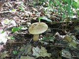 Tylopilus felleus image