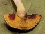 Aureoboletus auriporus image