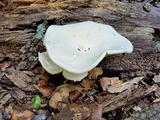 Pleurotus dryinus image