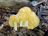 Pleurotus dryinus image