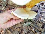 Pleurotus dryinus image