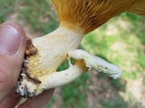 Pleurotus dryinus image