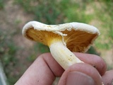 Pleurotus dryinus image