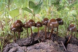 Psilocybe coprophila image