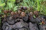 Psilocybe coprophila image
