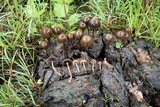 Psilocybe coprophila image