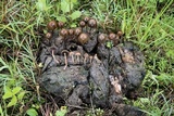 Psilocybe coprophila image
