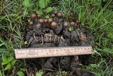 Psilocybe coprophila image