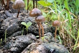 Psilocybe coprophila image