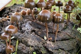 Psilocybe coprophila image