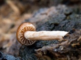 Psilocybe coprophila image