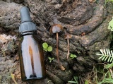 Psilocybe coprophila image