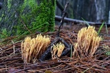 Ramaria stricta image