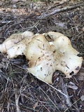 Suillus americanus image