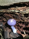 Cortinarius iodes image