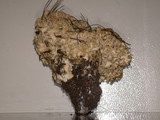 Sparassis crispa image