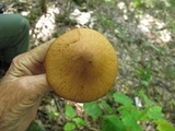 Cortinarius armillatus image