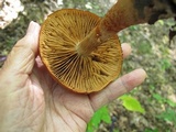 Cortinarius armillatus image