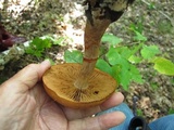 Cortinarius armillatus image