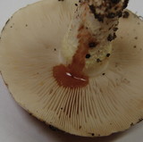 Pholiota brunnescens image