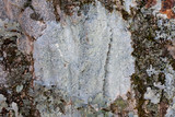 Loxospora pustulata image