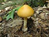 Amanita pseudocrocea image