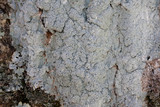 Loxospora pustulata image