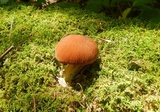 Psathyrella delineata image