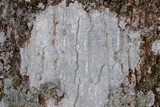 Loxospora pustulata image