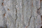 Loxospora pustulata image